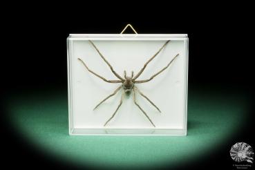 Lycosidae ssp. (17204) a arachnid from Malaysia | Taxidermy | Spiders & Scorpions