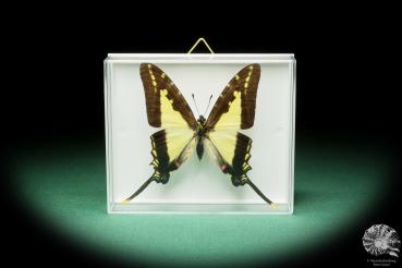 Protographium dioxippus lacandones (17210) a butterfly from North America | Taxidermy | Butterflies