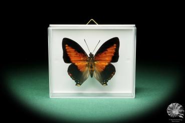 Charaxes zingha (17212) ein Schmetterling aus Afrika | Präparate | Schmetterlinge