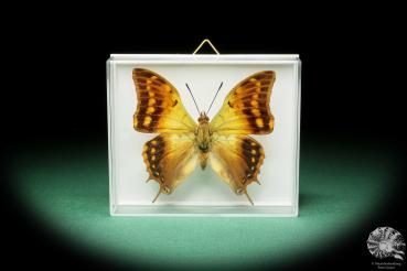 Charaxes candiope (17216) a butterfly from Africa | Taxidermy | Butterflies