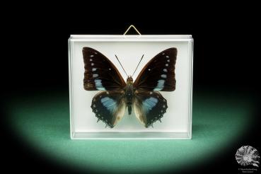 Charaxes imperialis (17218) a butterfly from Africa | Taxidermy | Butterflies