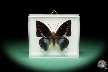 Charaxes imperialis (17219) a butterfly from Africa | Taxidermy | Butterflies