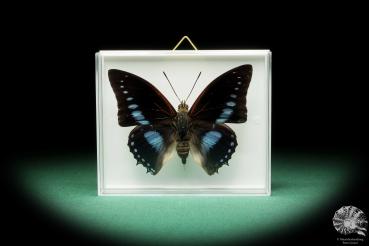 Charaxes imperialis (17220) a butterfly from Africa | Taxidermy | Butterflies