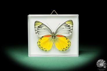 Delias oraia (17229) a butterfly from Indonesia | Taxidermy | Butterflies