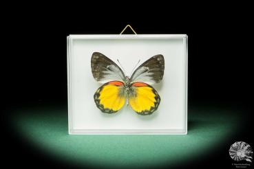 Delias oraia (17230) a butterfly from Indonesia | Taxidermy | Butterflies