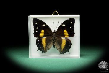 Baeotus japetus (17239) a butterfly from South America | Taxidermy | Butterflies