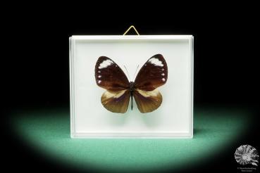 Euploea tulliolus (17242) a butterfly from Southeast Asia | Taxidermy | Butterflies