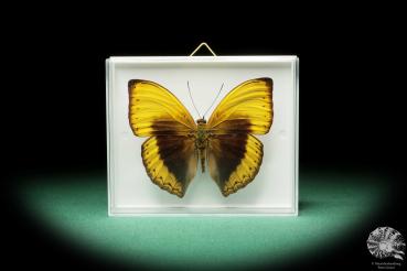 Cymothoe hypatha (17256) a butterfly from Africa | Taxidermy | Butterflies