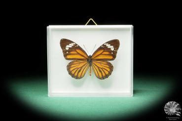 Danaus genutia (17265) a butterfly from Southeast Asia | Taxidermy | Butterflies