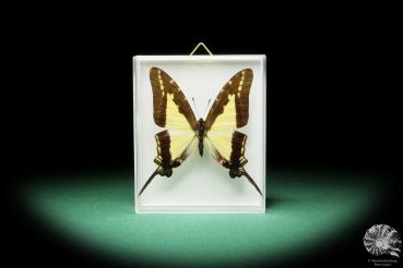 Protographium dioxippus lacandones (17299) a butterfly from North America | Taxidermy | Butterflies