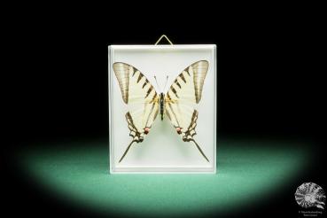 Protographium agesilaus (17301) a butterfly from South America | Taxidermy | Butterflies