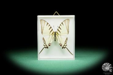 Protographium agesilaus (17302) a butterfly from South America | Taxidermy | Butterflies