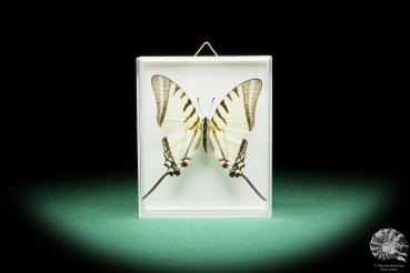 Protographium agesilaus (17303) a butterfly from South America | Taxidermy | Butterflies