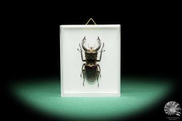 Lucanus fryi (17309) a beetle from Southeast Asia | Taxidermy | Beetles