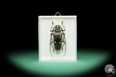 Batocera celebiana (17318) a beetle from Indonesia | Taxidermy | Beetles