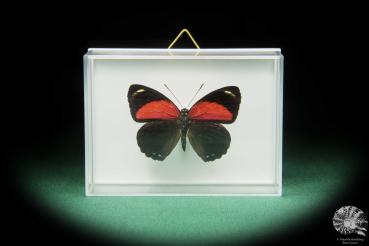 Callicore texa maimuna (17368) a butterfly from South America | Taxidermy | Butterflies