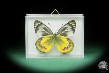 Delias sambawana (17370) a butterfly from Asia | Taxidermy | Butterflies