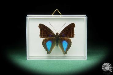 Doxocopa cyane (17374) a butterfly from South America | Taxidermy | Butterflies