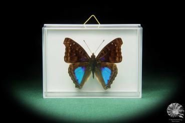 Doxocopa cyane (17375) a butterfly from South America | Taxidermy | Butterflies