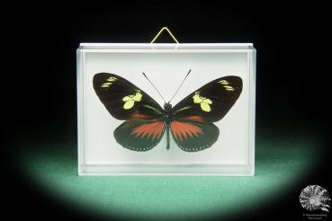 Heliconius doris transiens (17384) a butterfly from South America | Taxidermy | Butterflies