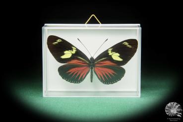 Heliconius doris transiens (17385) a butterfly from South America | Taxidermy | Butterflies