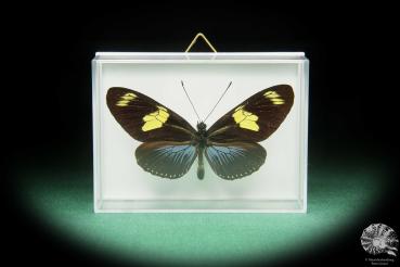 Heliconius doris caeruleatus (17387) a butterfly from South America | Taxidermy | Butterflies