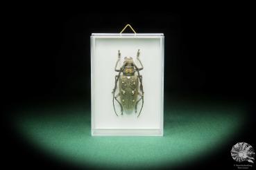 Batocera spec. (17391) a beetle from Indonesia | Taxidermy | Beetles