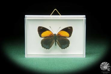 Callicore eunomia (17396) a butterfly from South America | Taxidermy | Butterflies