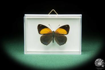 Callicore eunomia (17397) a butterfly from South America | Taxidermy | Butterflies