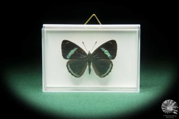 Diaethria clymena (17398) a butterfly from South America | Taxidermy | Butterflies