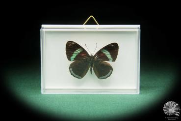 Diaethria clymena (17399) a butterfly from South America | Taxidermy | Butterflies