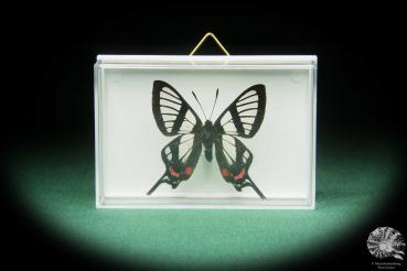 Chorinea faunus (17401) a butterfly from South America | Taxidermy | Butterflies