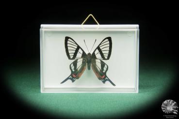 Chorinea faunus (17402) a butterfly from South America | Taxidermy | Butterflies