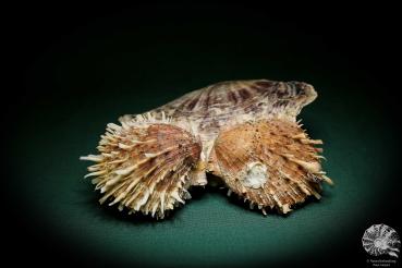 Spondylus echinatus auf Placuna ephippium (1755) eine Muschel aus Philippinen | Conchylien | Muscheln & Brachiopoden