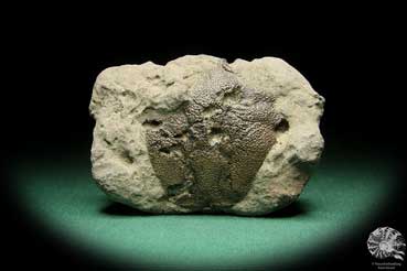 Coeloma balticum (17719) a fossil from Germany | Fossils | Other