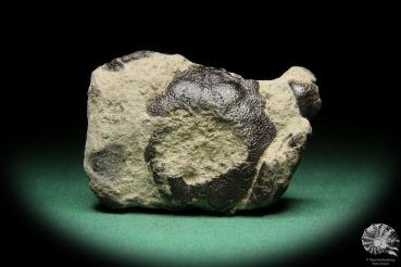 Coeloma balticum (17733) a fossil from Germany | Fossils | Other