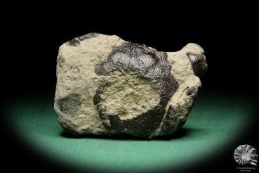 Coeloma balticum ein Fossil