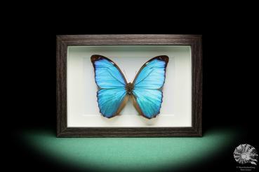 Morpho menelaus (17756) a butterfly from South America | Taxidermy | Butterflies