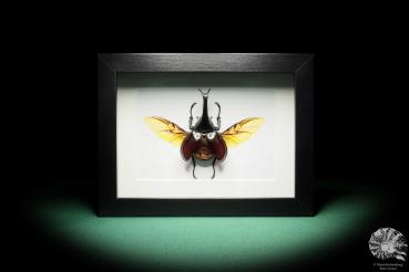 Xylotrupes gideon (17798) a beetle from Indonesia | Taxidermy | Beetles