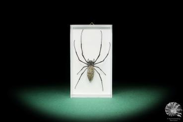 Nephila kuhlii (17809) a arachnid from Thailand | Taxidermy | Spiders & Scorpions