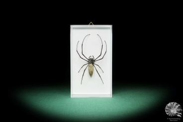 Nephila kuhlii (17810) a arachnid from Thailand | Taxidermy | Spiders & Scorpions