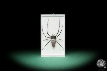 Nephila kuhlii (17811) a arachnid from Thailand | Taxidermy | Spiders & Scorpions