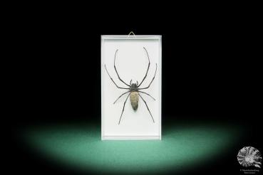 Nephila kuhlii (17813) a arachnid from Thailand | Taxidermy | Spiders & Scorpions