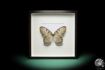 Idea idea blanchardii (17827) a butterfly from Indonesia | Taxidermy | Butterflies