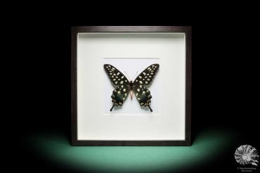 Pharmacophagus antenor (17828) a butterfly from East Africa | Taxidermy | Butterflies