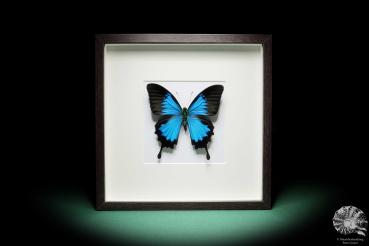 Papilio ulysses (17831) a butterfly from Indonesia | Taxidermy | Butterflies