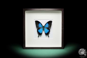 Papilio ulysses (17832) a butterfly from Indonesia | Taxidermy | Butterflies