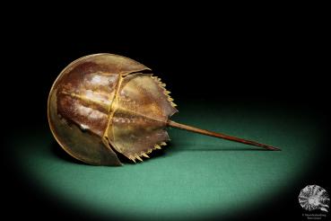 Carcinoscorpius rotundicauda (18065) a crustacean from Philippines | Taxidermy | Crabs & Shrimps & Limulus