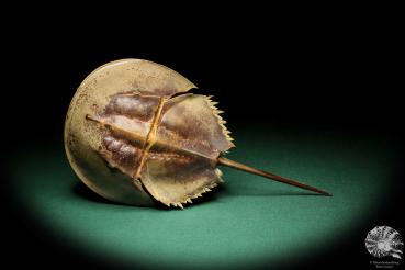 Carcinoscorpius rotundicauda (18077) a crustacean from Philippines | Taxidermy | Crabs & Shrimps & Limulus