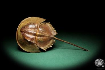 Carcinoscorpius rotundicauda (18082) a crustacean from Philippines | Taxidermy | Crabs & Shrimps & Limulus